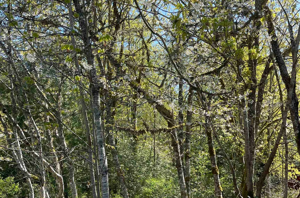 105 SUNSET BOULEVARD, Saturna Island BC V0N 2Y0, Saturna Island BC — Land for Sale - Photo 6
