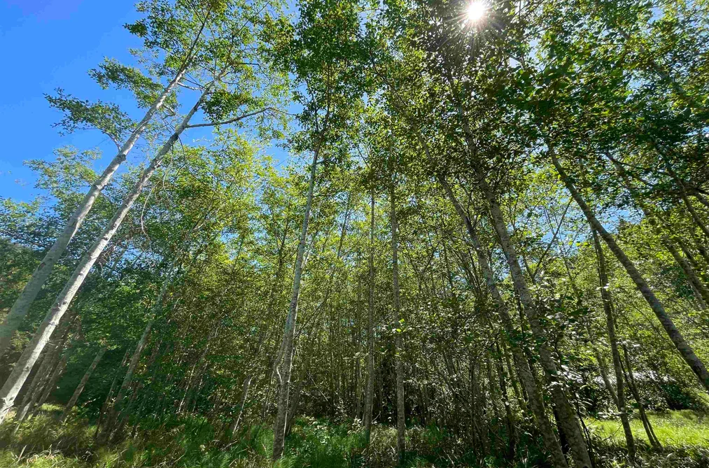 107 SUNSET BOULEVARD, Saturna Island BC V0N 2Y0, Saturna Island BC — Land for Sale - Photo 2