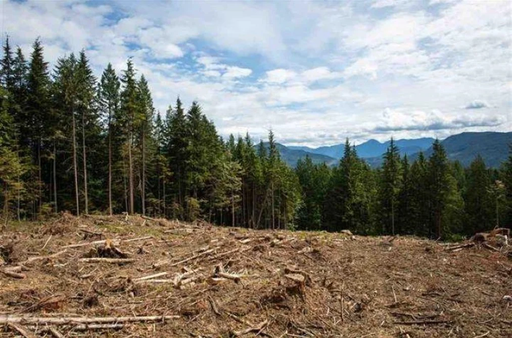 11533 WILSON STREET, Mission BC V4S 1M1, Mission BC — Land for Sale - Photo 3
