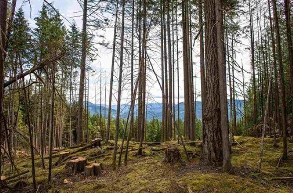 11533 WILSON STREET, Mission BC V4S 1M1, Mission BC — Land for Sale - Photo 4