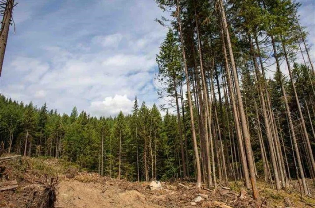11533 WILSON STREET, Mission BC V4S 1M1, Mission BC — Land for Sale - Photo 5