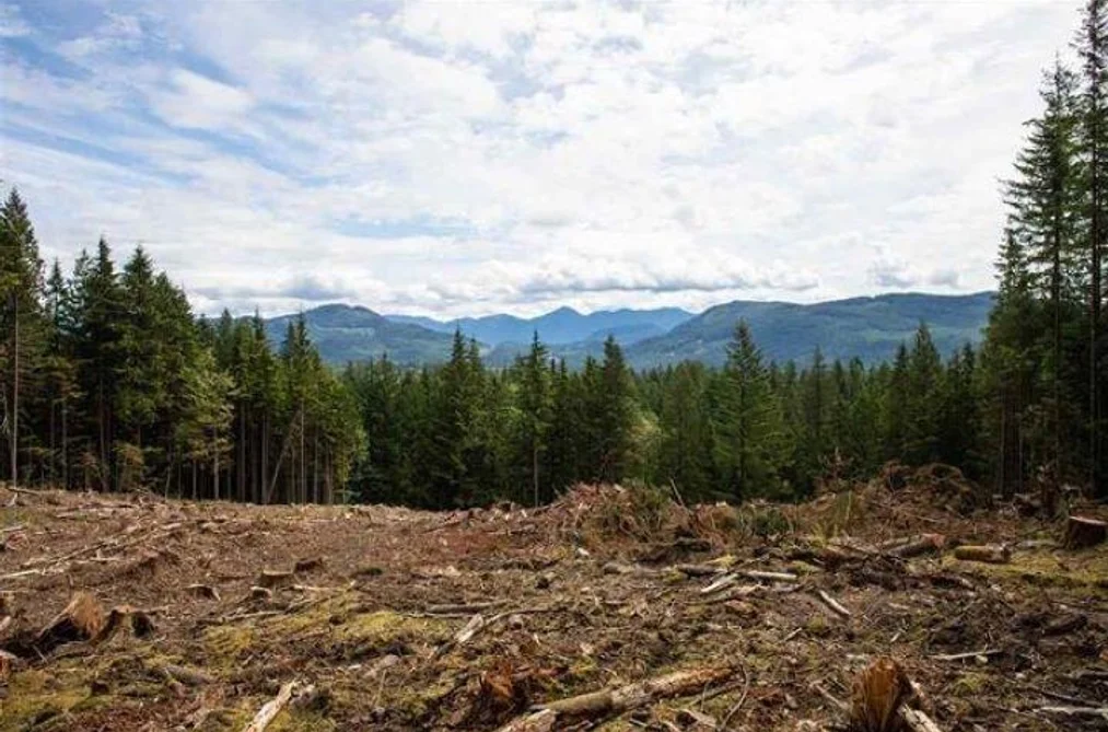 11533 WILSON STREET, Mission BC V4S 1M1, Mission BC — Land for Sale - Photo 7