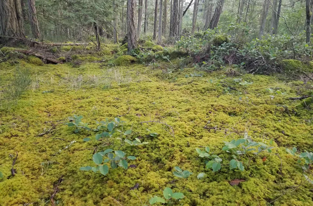 118 BURRILL ROAD, Galiano Island BC V0N 1P0, Galiano Island BC — Residential for Sale - Photo 2