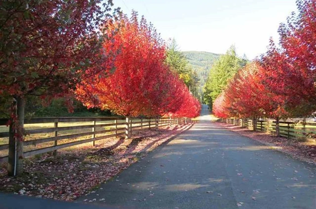 1400 MAPLE ROCK DRIVE, Columbia Valley BC V2R 4X5, Columbia Valley BC — Residential for Sale - Photo 3