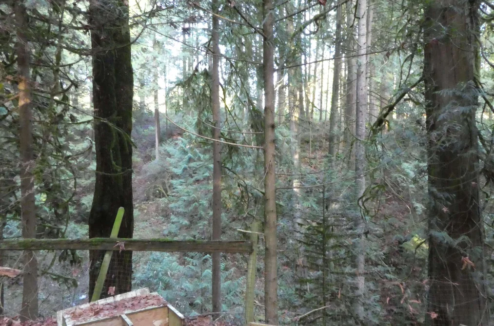 14042 232 STREET, Maple Ridge BC V4R 2G5, Maple Ridge BC — Residential for Sale - Photo 4