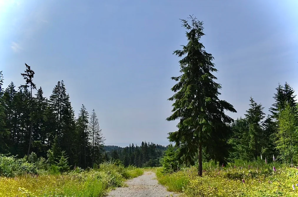 1491 REED ROAD, Gibsons BC V0N 1V7, Gibsons BC — Land for Sale - Photo 5