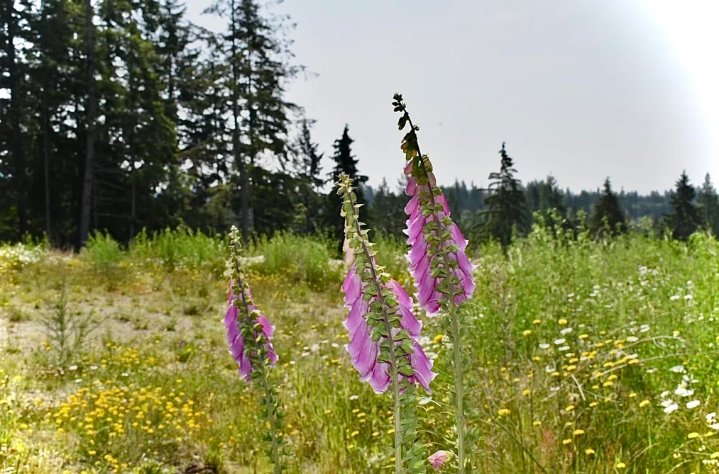 1491 REED ROAD, Gibsons BC V0N 1V7, Gibsons BC — Land for Sale - Photo 7