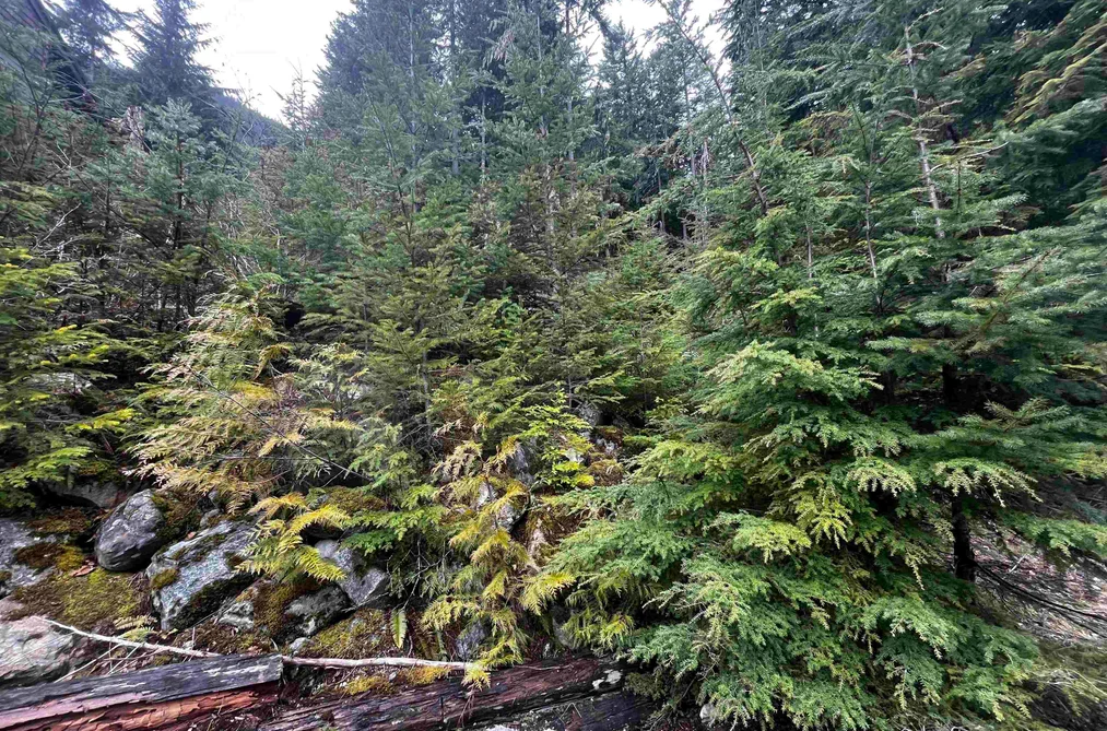 14953 PARKWOOD STREET, Sunshine Valley BC V0X 1L5, Sunshine Valley BC — Land for Sale - Photo 2
