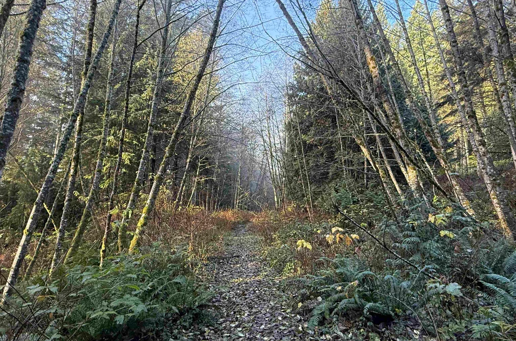 1594 CEMETERY ROAD, Gibsons BC V0N 1V1, Gibsons BC — Land for Sale - Photo 6