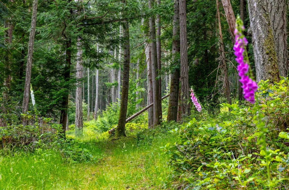 2-861 E BLUFF ROAD, Galiano Island BC V0N 1P0, Galiano Island BC — Land for Sale - Photo 6