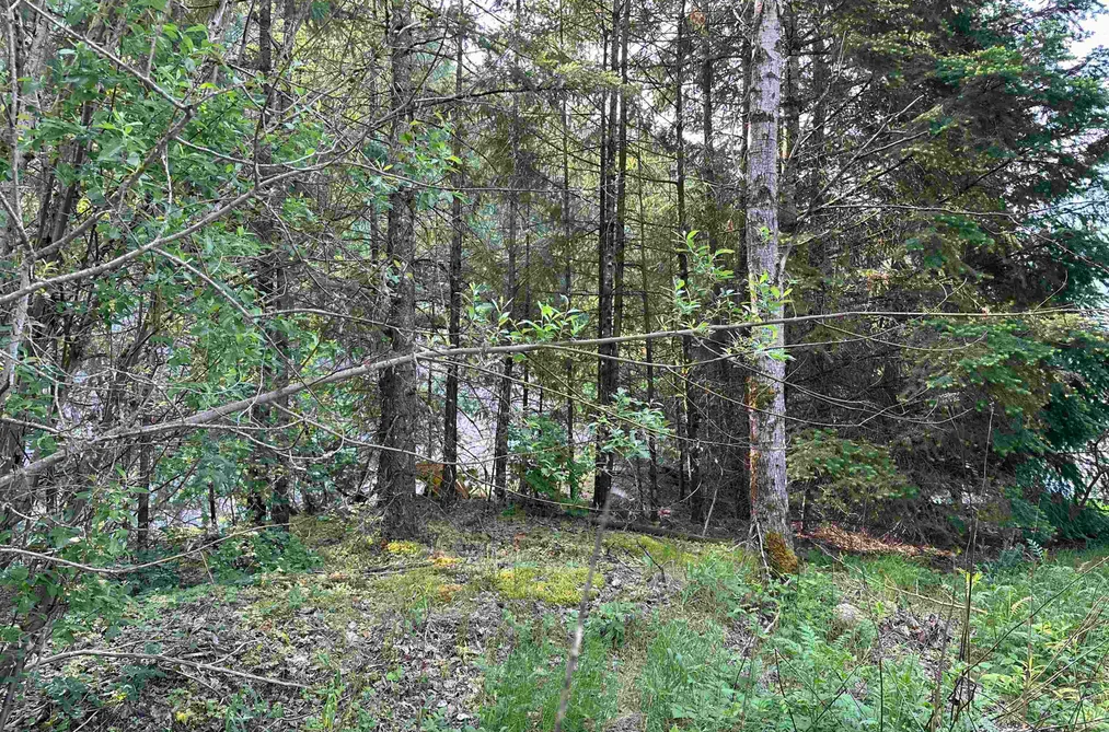 21647 THACKER MTN ROAD, Hope BC V0X 1L1, Hope BC — Land for Sale - Photo 3
