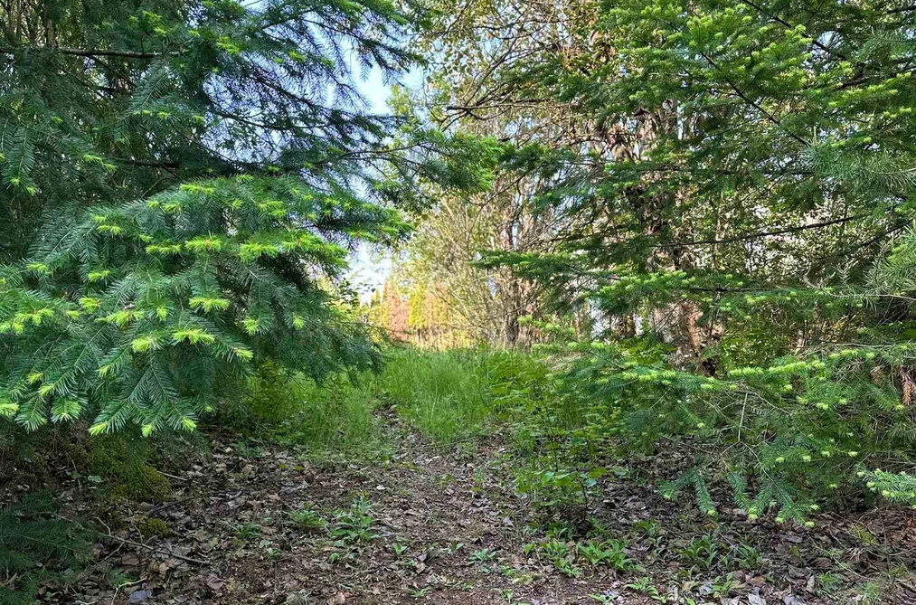 21647 THACKER MTN ROAD, Hope BC V0X 1L1, Hope BC — Land for Sale - Photo 5