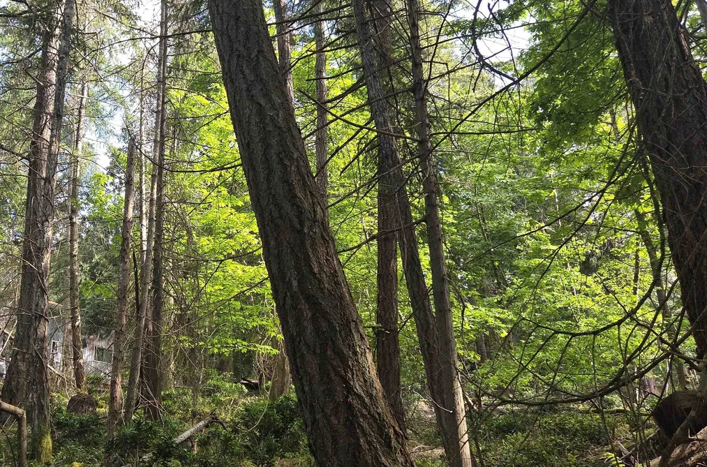 242 MARINERS WAY, Mayne Island BC V0N 2J2, Mayne Island BC — Land for Sale - Photo 4