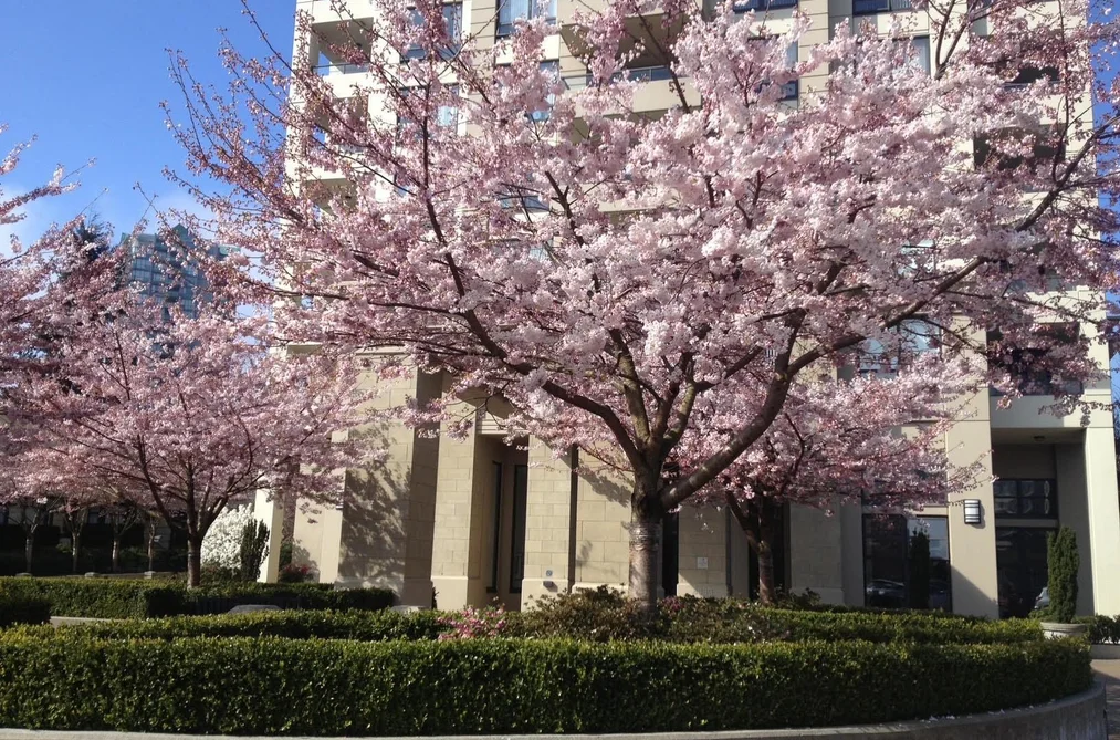 4333 Central Blvd Unit 307, Burnaby, BC - MLS: R3173870