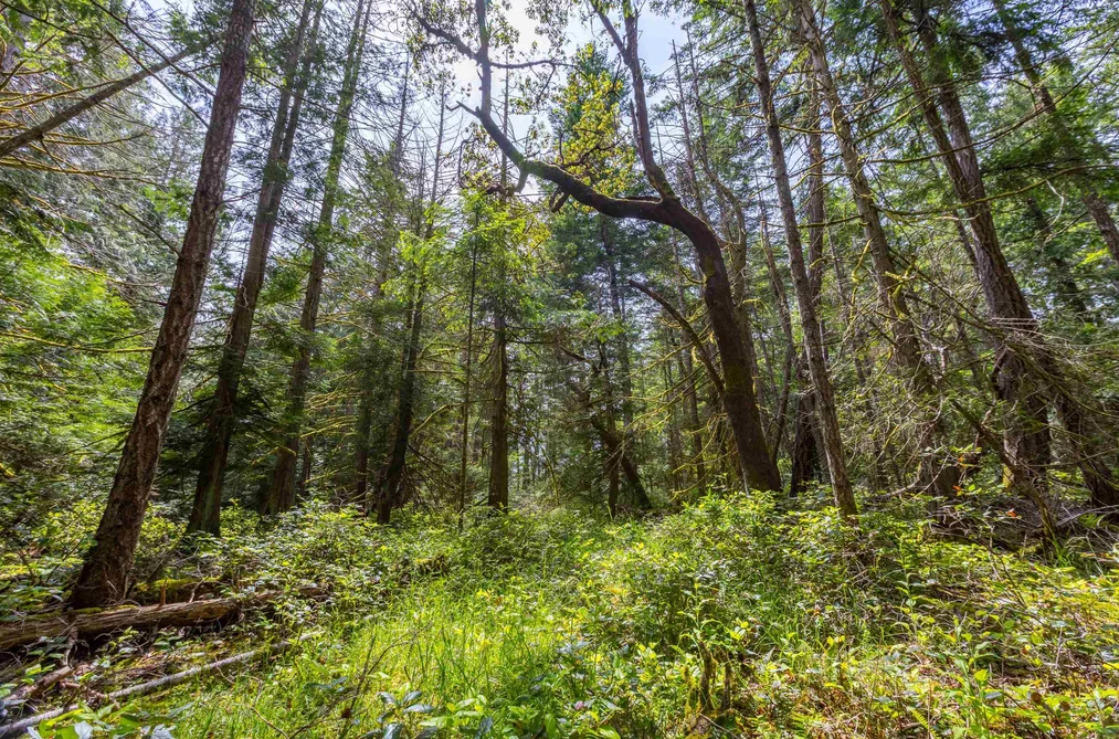 320 ORCA VIEW LANE, Galiano Island BC V0N 1P0, Galiano Island BC — Land for Sale - Photo 5