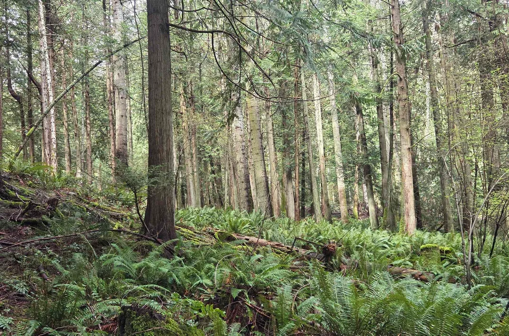 392 CAMPBELL BAY ROAD, Mayne Island BC V0N 2J1, Mayne Island BC — Land for Sale - Photo 3