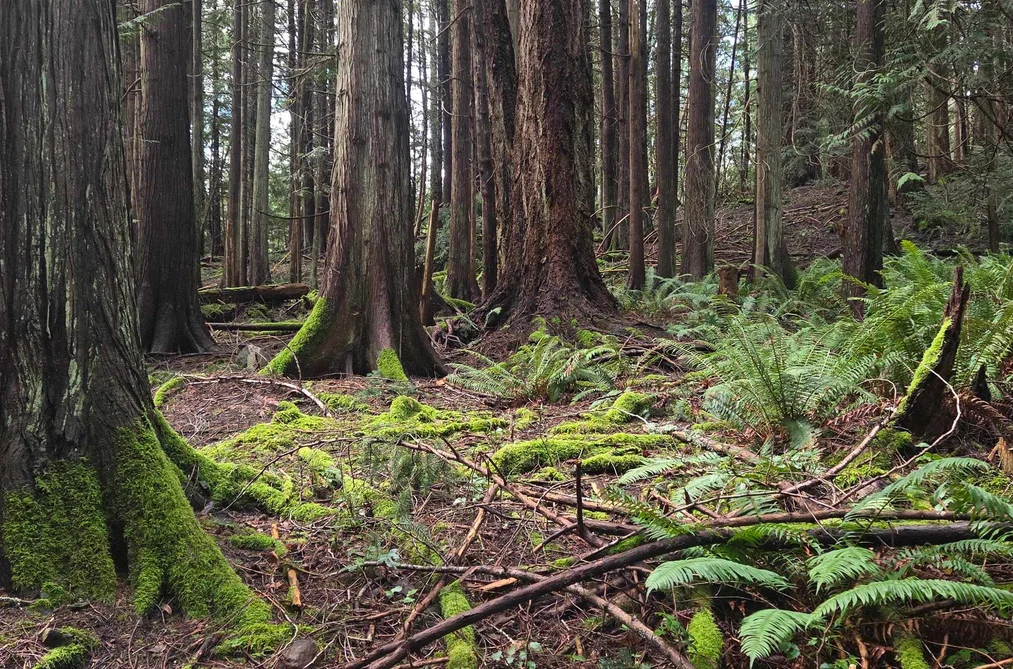 392 CAMPBELL BAY ROAD, Mayne Island BC V0N 2J1, Mayne Island BC — Land for Sale - Photo 4