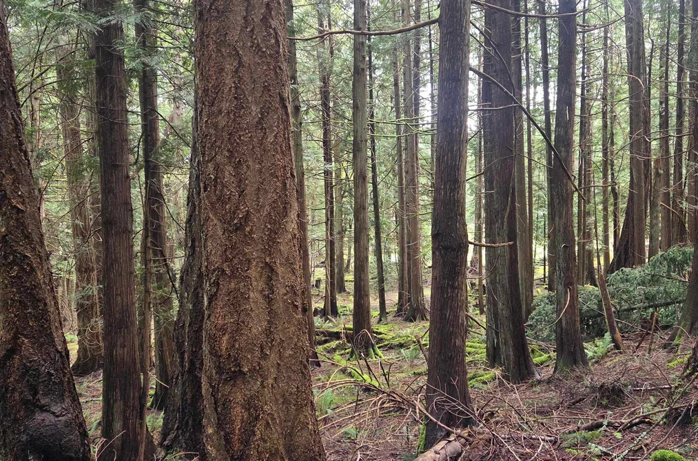 392 CAMPBELL BAY ROAD, Mayne Island BC V0N 2J1, Mayne Island BC — Land for Sale - Photo 5