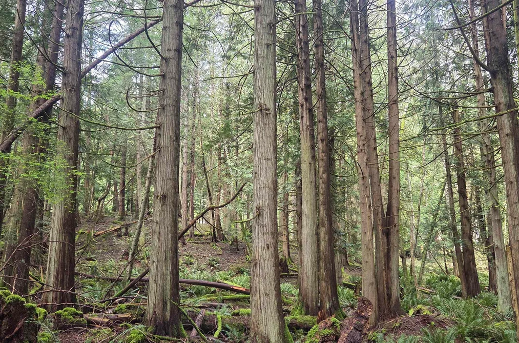 392 CAMPBELL BAY ROAD, Mayne Island BC V0N 2J1, Mayne Island BC — Land for Sale - Photo 6