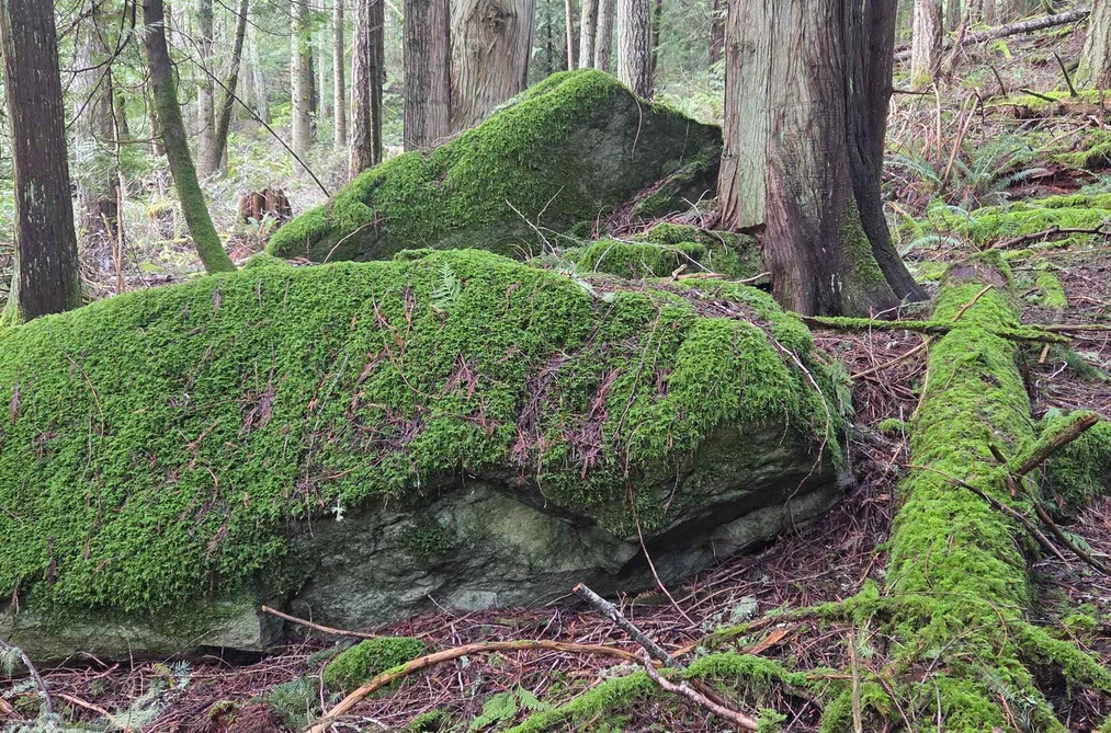 392 CAMPBELL BAY ROAD, Mayne Island BC V0N 2J1, Mayne Island BC — Land for Sale - Photo 7