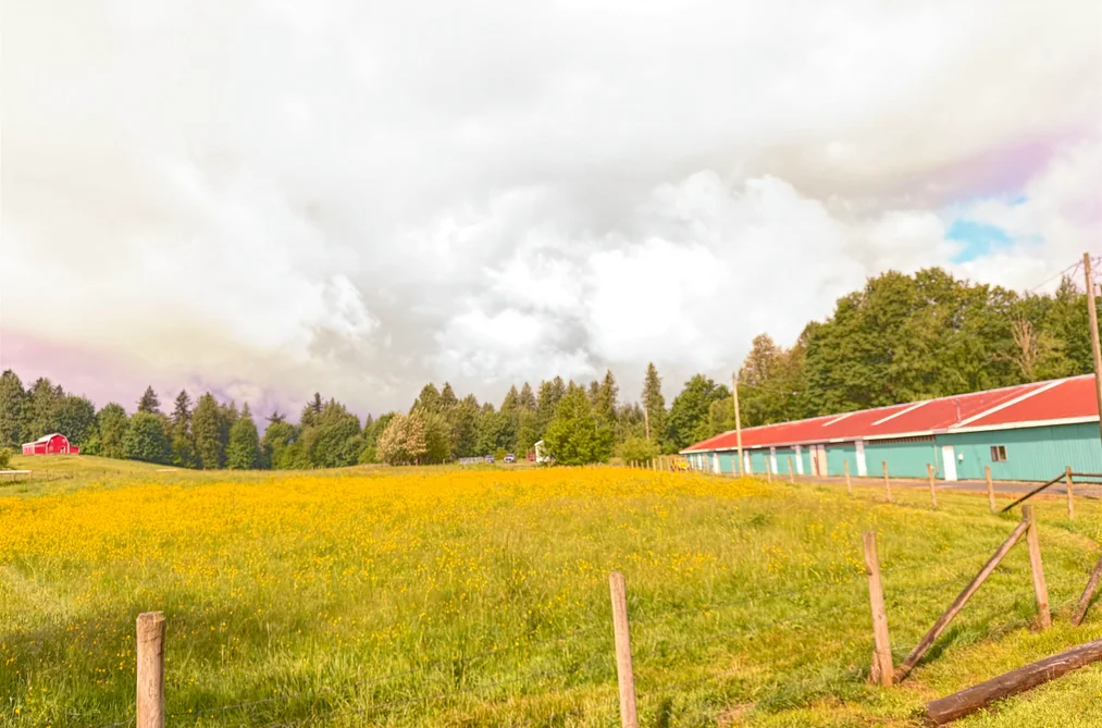 4393 TOWNLINE ROAD, Abbotsford BC V4X 1Y7, Abbotsford BC — Residential for Sale - Photo 6