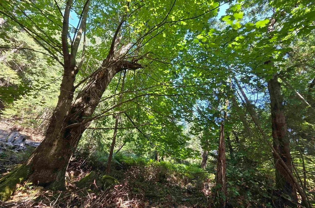 488 LETOUR ROAD, Mayne Island BC V0N 2J2, Mayne Island BC — Land for Sale - Photo 5