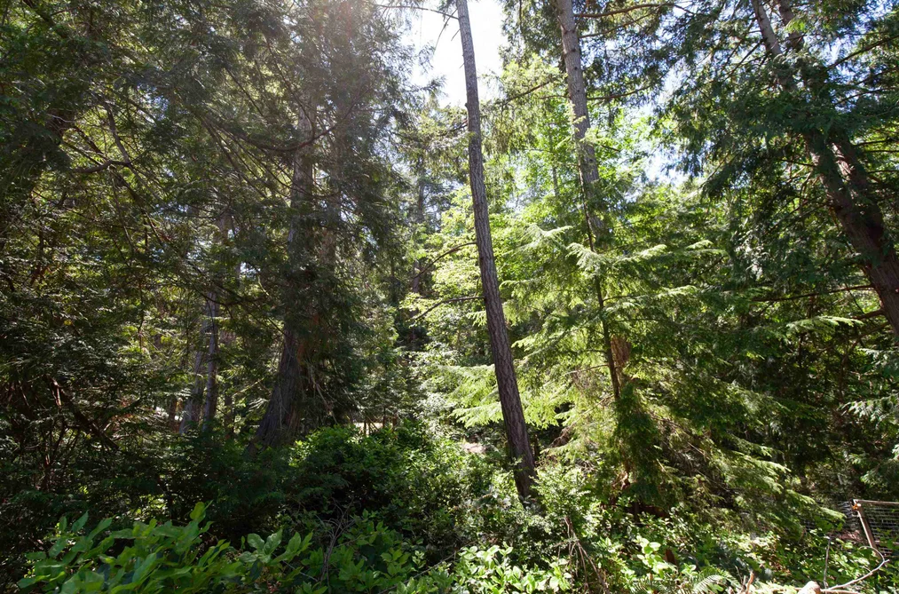 508 Aya Reach Road, Mayne Island, BC - MLS: R3133050 - Photo 37 508 Aya Reach Road, Mayne Island, BC - MLS: R3133050 - Photo 37