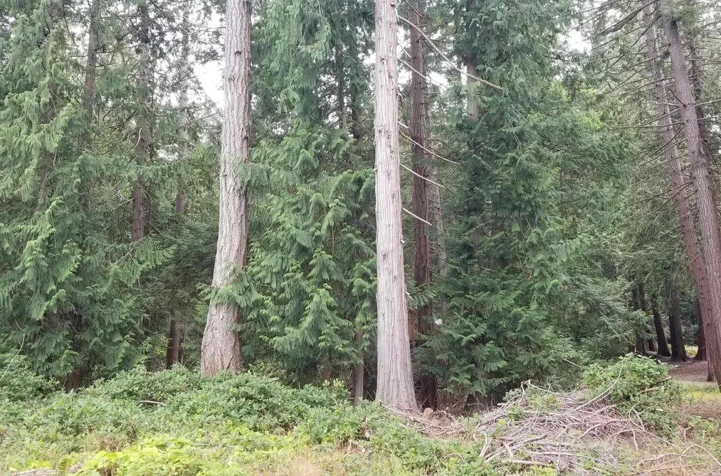 512 AYA REACH ROAD, Mayne Island BC V0N 2J1, Mayne Island BC — Land for Sale - Photo 2