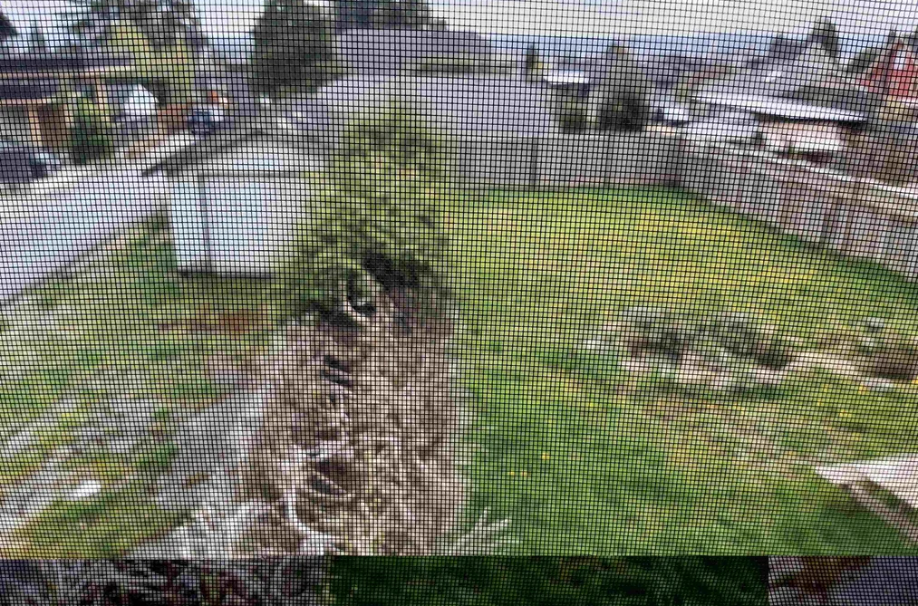 535 E 8TH STREET, North Vancouver BC V7L 1Z7, North Vancouver BC — Residential for Sale - Photo 3