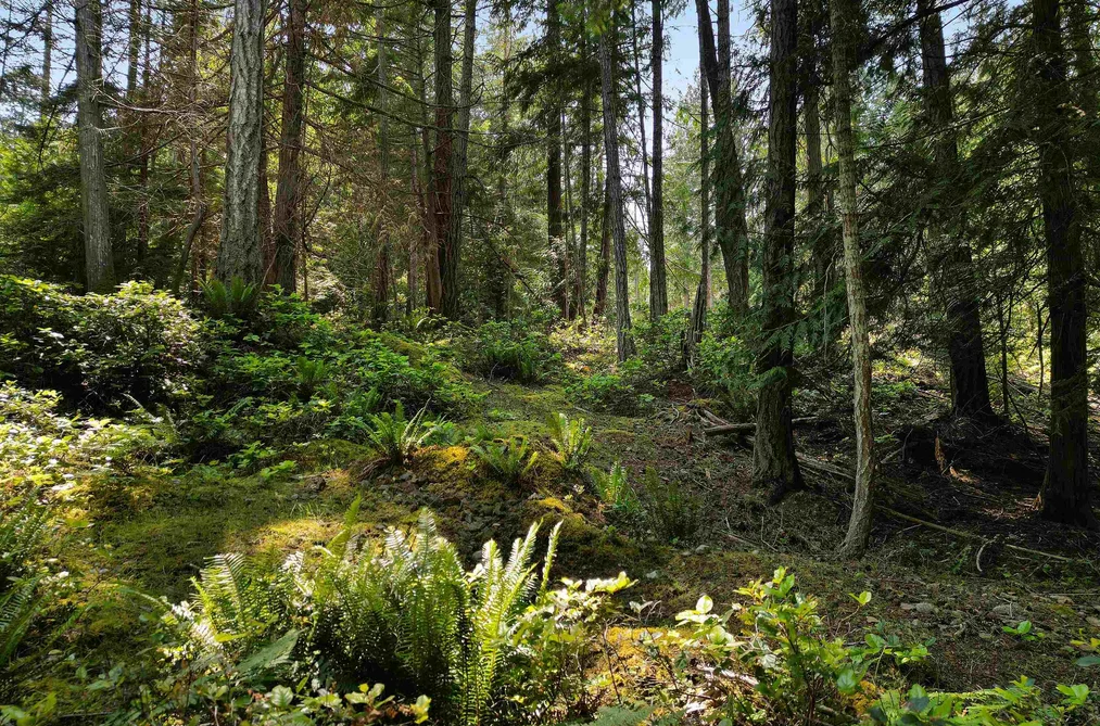 568 AYA REACH ROAD, Mayne Island BC V0N 2J1, Mayne Island BC — Land for Sale - Photo 3