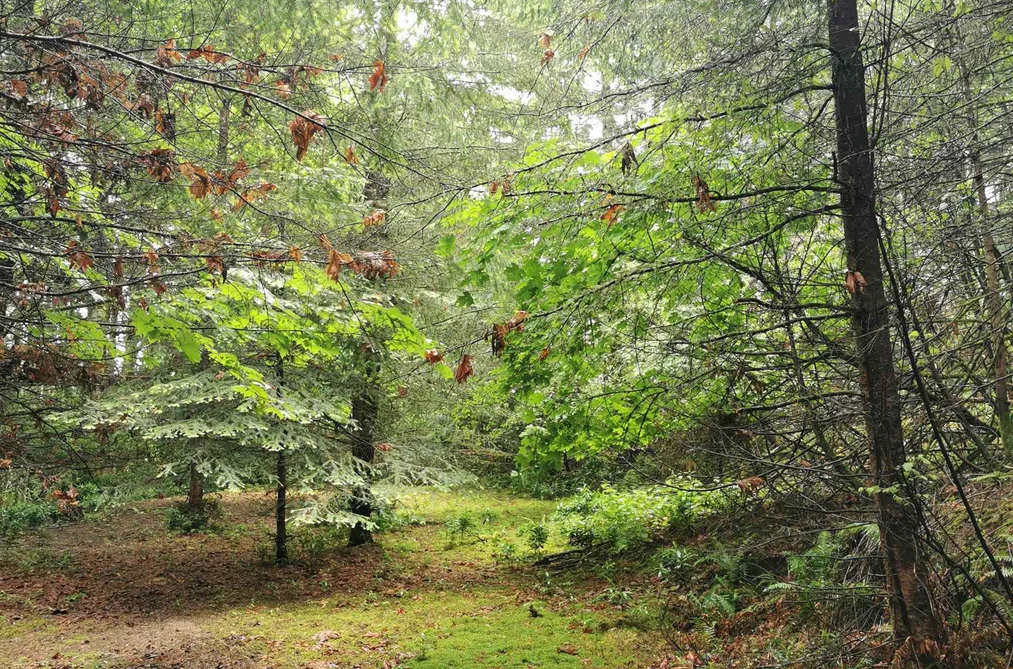 706 FERNHILL ROAD, Mayne Island BC V0N 2J1, Mayne Island BC — Land for Sale - Photo 5