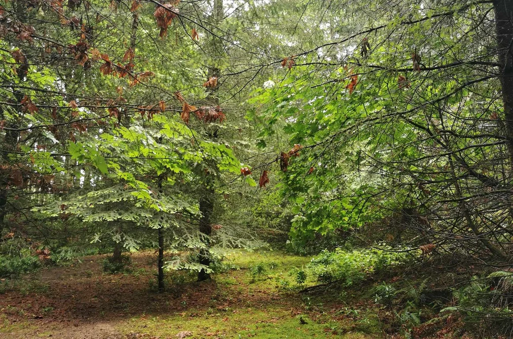 706 FERNHILL ROAD, Mayne Island BC V0N 2J1, Mayne Island BC — Land for Sale - Photo 6
