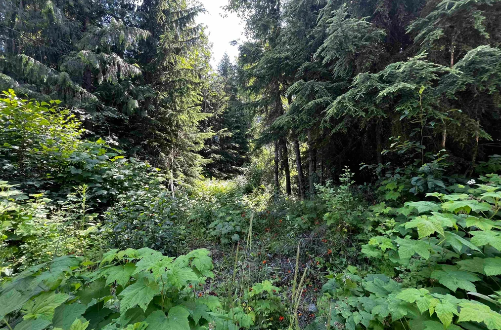 70911 OLD HOPE PRINCETON HIGHWAY, Sunshine Valley BC V0X 1L5, Sunshine Valley BC — Land for Sale - Photo 4