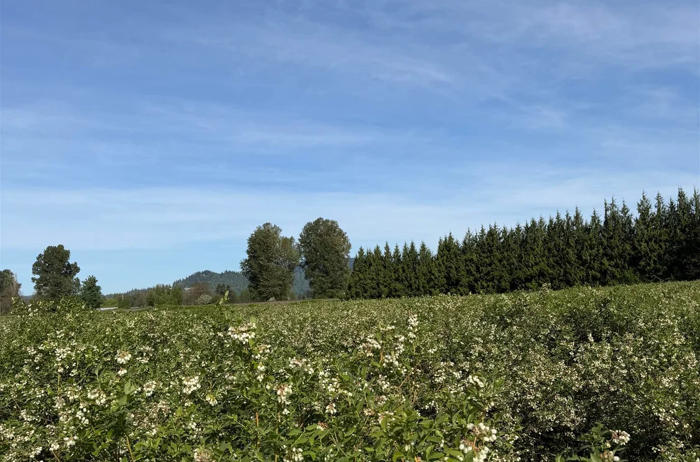 8573 S RIVER ROAD, Mission BC V0M 1H0, Mission BC — Land for Sale - Photo 3
