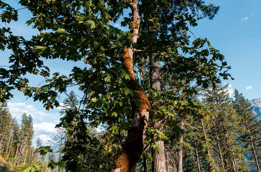 9000 SUN GOD MOUNTAIN WAY, Pemberton BC V0N 2L3, Pemberton BC — Land for Sale - Photo 4