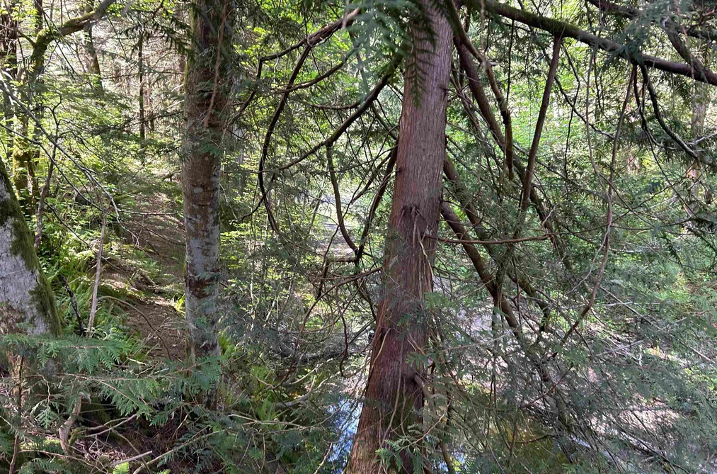 9063 PARADISE VALLEY ROAD, Squamish BC V0N 1H0, Squamish BC — Residential for Sale - Photo 6