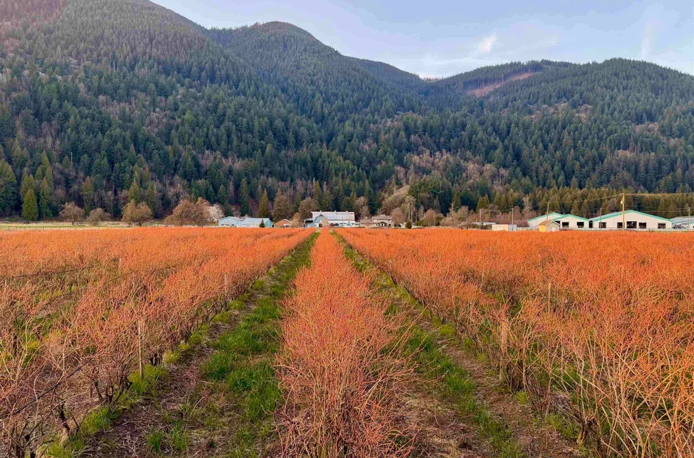 9445 CATHERWOOD ROAD, Mission BC V0M 1H0, Mission BC — Land for Sale - Photo 2