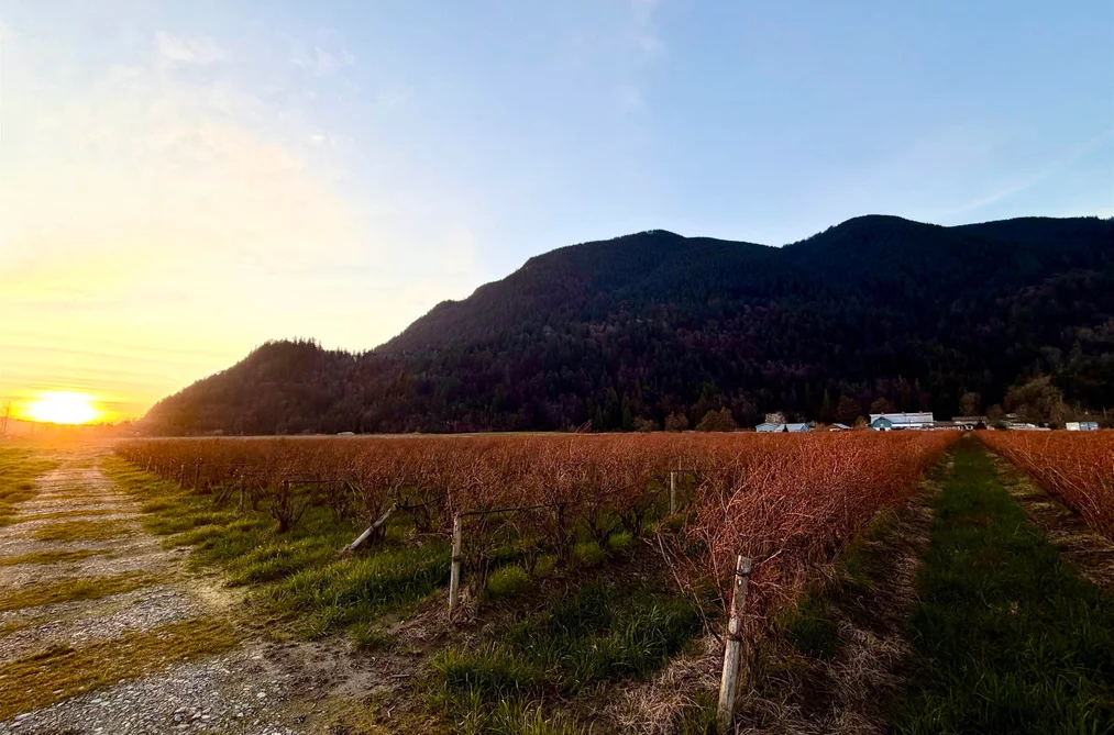 9445 CATHERWOOD ROAD, Mission BC V0M 1H0, Mission BC — Land for Sale - Photo 5