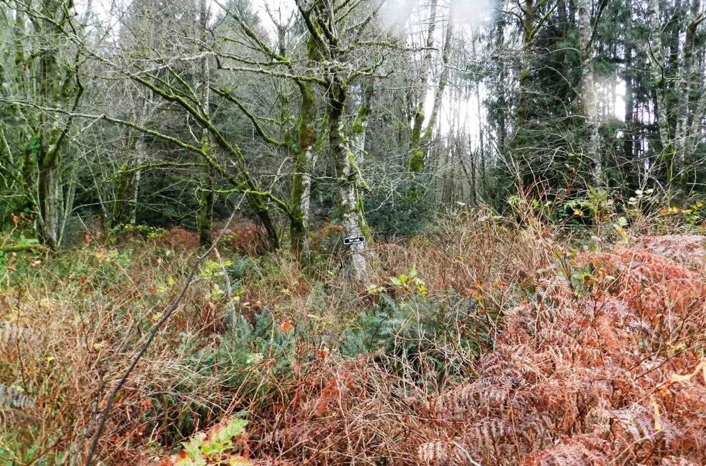 Block 1 HAUKA ROAD, Langdale BC V0N 1V6, Langdale BC — Land for Sale — Photo 6 of 16