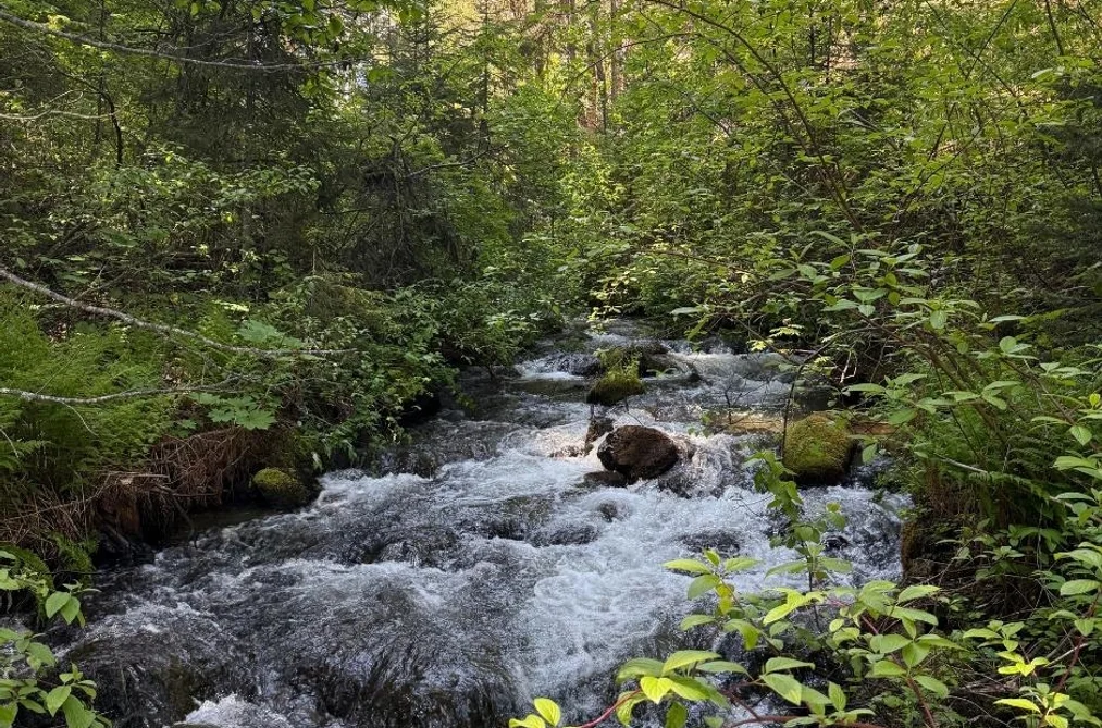 DL 2401 SUCKER LAKE ROAD, Birken BC V0K 1P0, Birken BC — Land for Sale - Photo 2