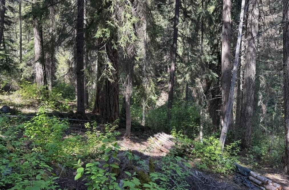 DL 2401 SUCKER LAKE ROAD, Birken BC V0K 1P0, Birken BC — Land for Sale - Photo 3