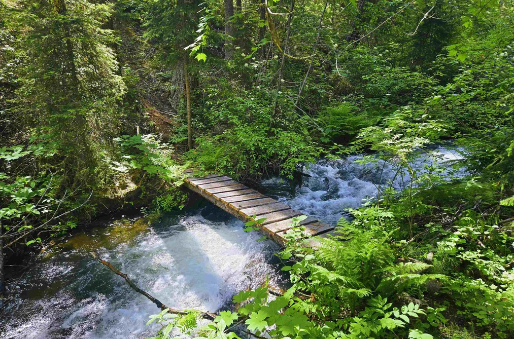 DL 2401 SUCKER LAKE ROAD, Birken BC V0K 1P0, Birken BC — Land for Sale - Photo 4