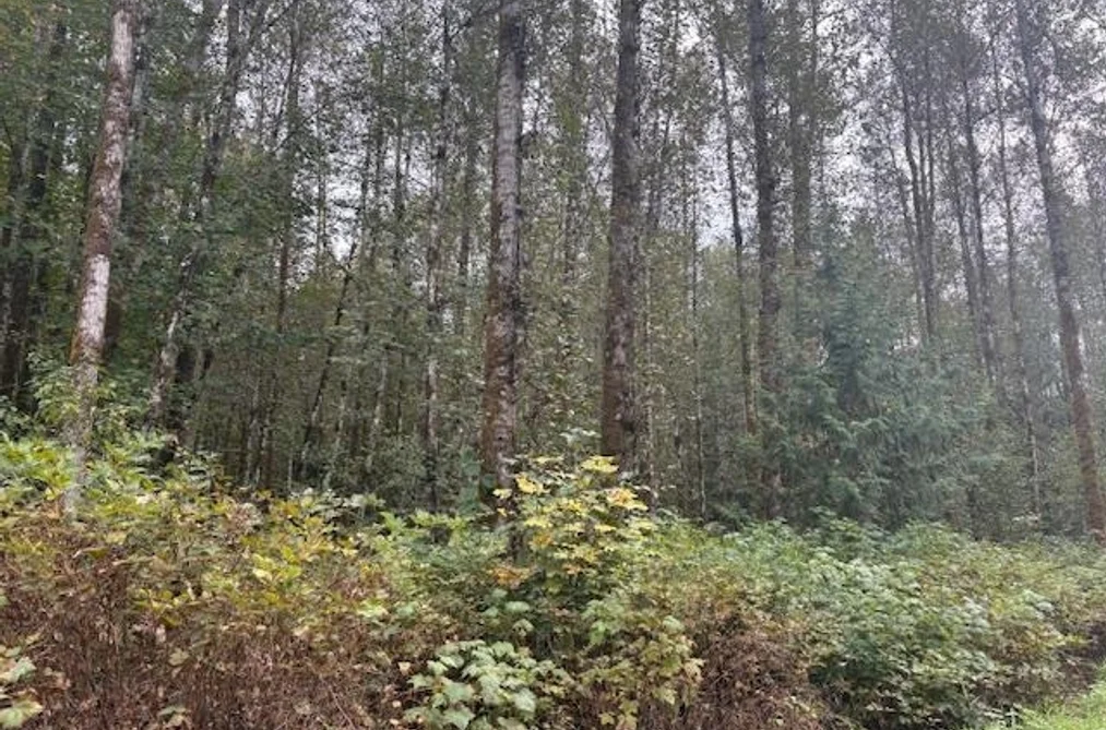 DL990 NW MAGEE ROAD, Squamish BC V0N 3G0, Squamish BC — Land for Sale - Photo 3