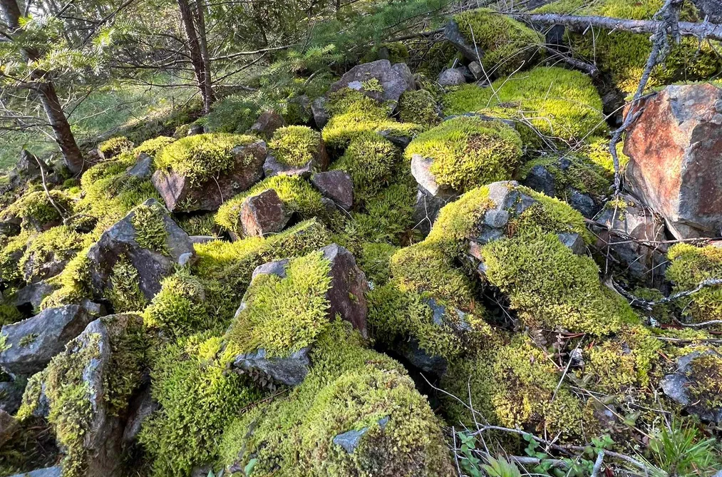 LOT 1 13685 LEE ROAD, Garden Bay BC V0N 1S1, Garden Bay BC — Land for Sale - Photo 7