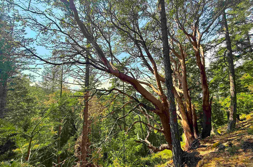 Lot 11 BODEGA BEACH DRIVE, Galiano Island BC V0N 1P0, Galiano Island BC — Land for Sale - Photo 4