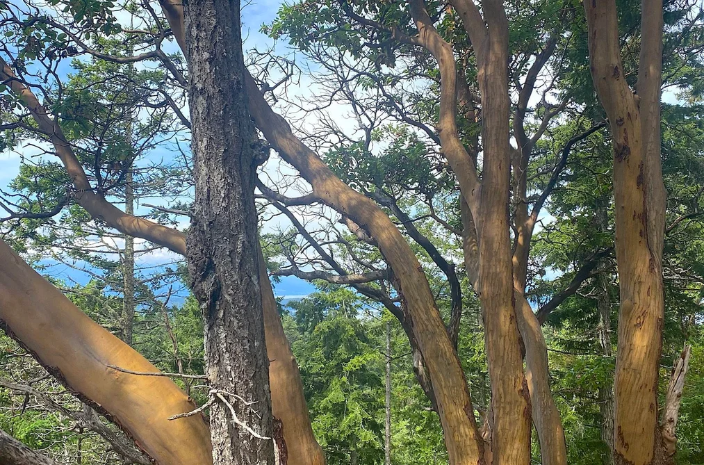 Lot 11 BODEGA BEACH DRIVE, Galiano Island BC V0N 1P0, Galiano Island BC — Land for Sale - Photo 5