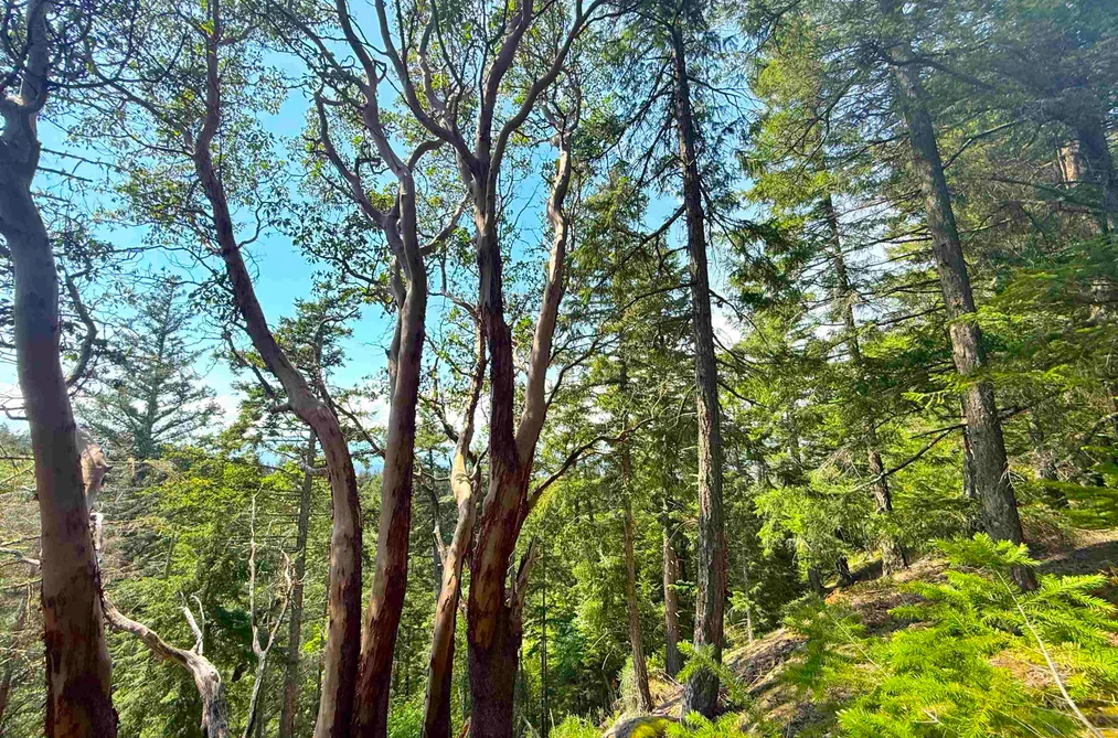Lot 11 BODEGA BEACH DRIVE, Galiano Island BC V0N 1P0, Galiano Island BC — Land for Sale - Photo 6