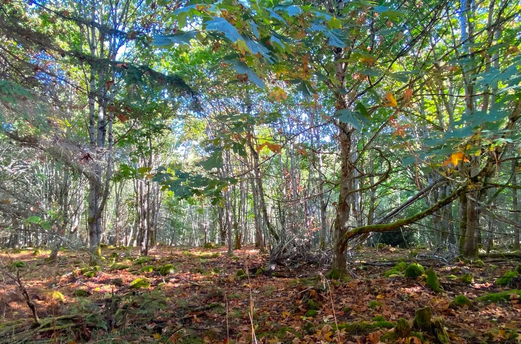 Lot 17 DL 71 BODEGA BEACH DRIVE, Galiano Island BC V9N 1P0, Galiano Island BC — Land for Sale - Photo 2