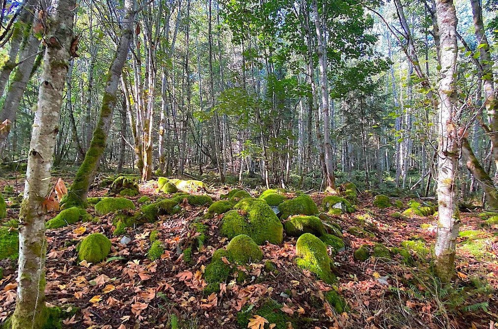 Lot 17 DL 71 BODEGA BEACH DRIVE, Galiano Island BC V9N 1P0, Galiano Island BC — Land for Sale - Photo 4