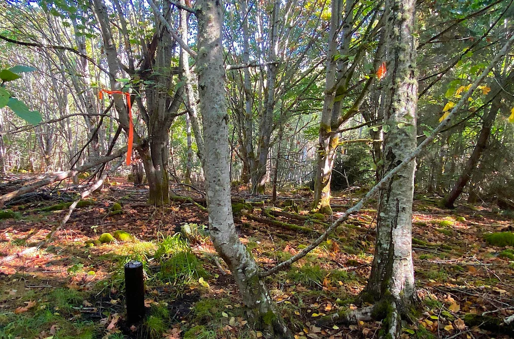 Lot 17 DL 71 BODEGA BEACH DRIVE, Galiano Island BC V9N 1P0, Galiano Island BC — Land for Sale - Photo 5